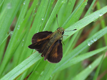 Northern Broken-Dash male